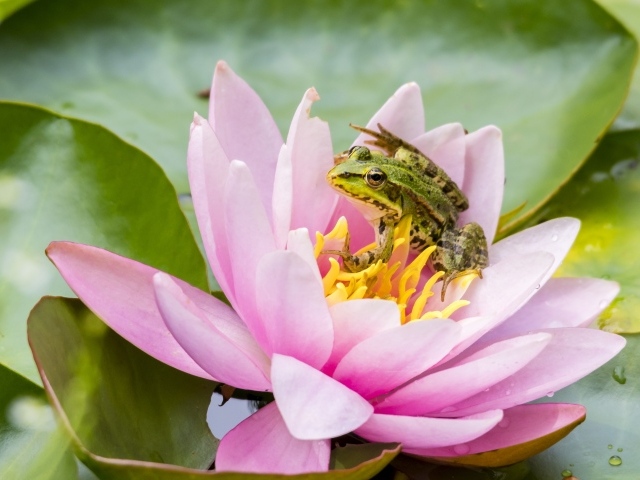 Маленькая зеленая лягушка сидит на розовом цветке лотоса 