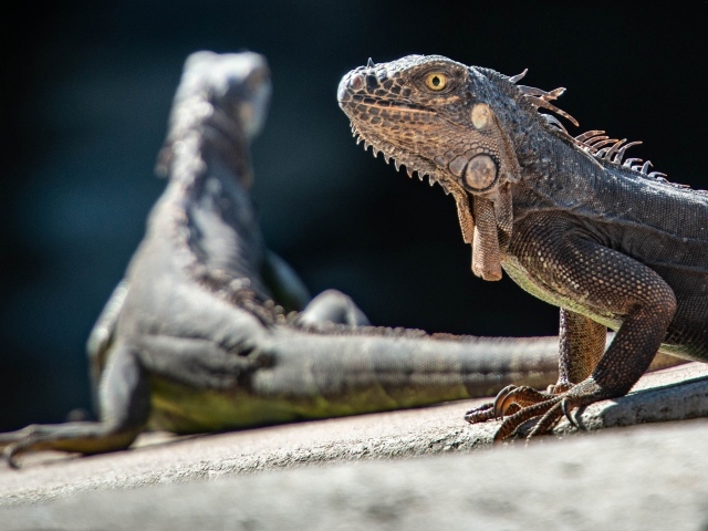 Две большие игуаны греются на камне