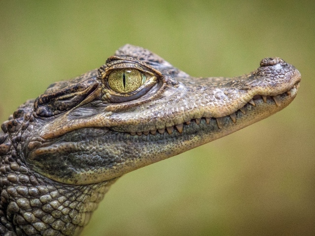 Молодой аллигатор с острыми зубами крупным планом