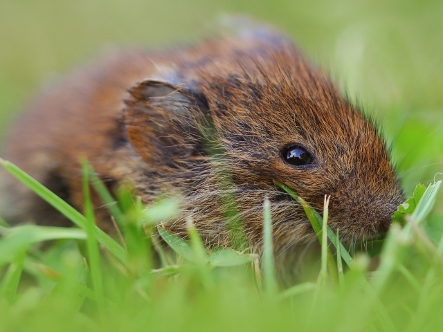 Маленький мышонок в траве крупным планом
