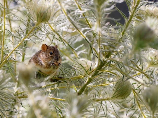 Маленькая мышка сидит на зеленой траве