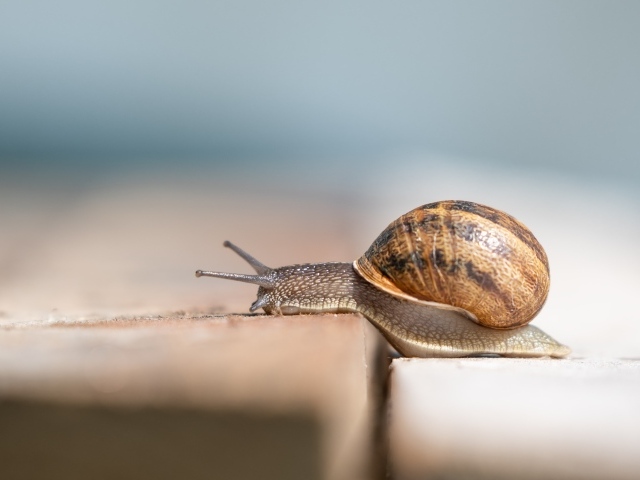 Большая улитка в ракушке ползет по земле