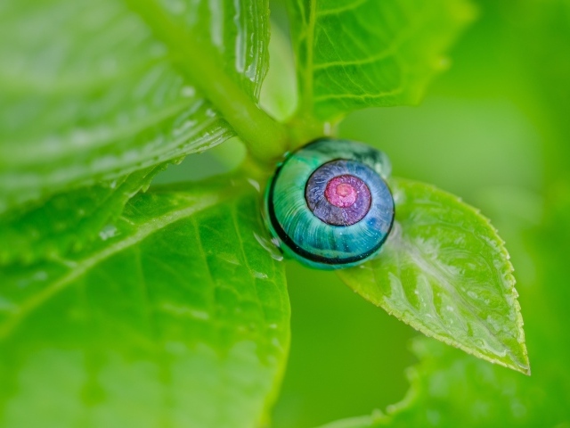 Голубая ракушка на зеленом листе