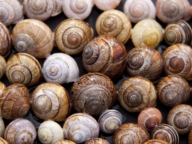 Много ракушек крупным планом 