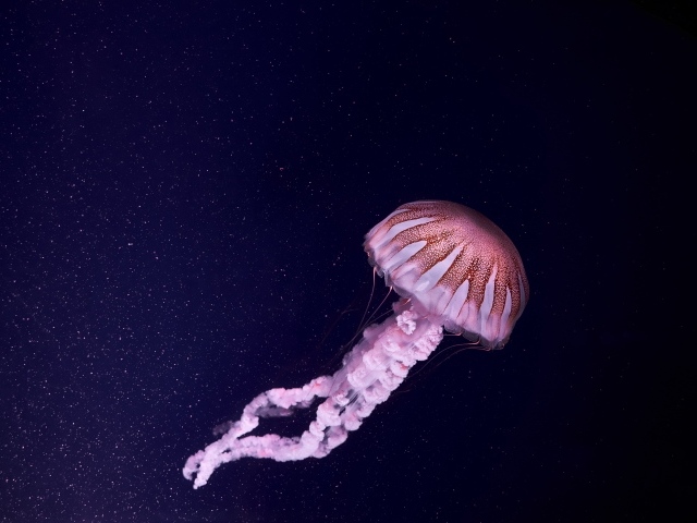Розовая медуза в синей воде 