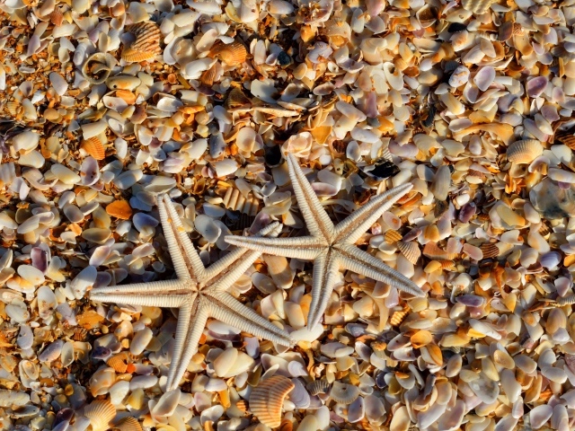 Две морские звезды лежат на ракушках 