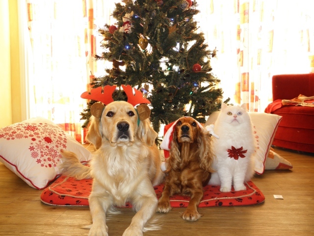 Две собаки и кот лежат под новогодней елкой