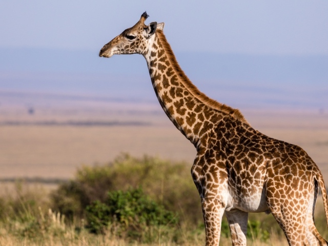 Большой пятнистый жираф гуляет по саванне 