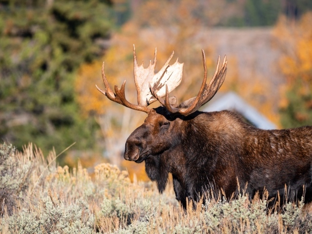 Бородатый лось с большими рогами