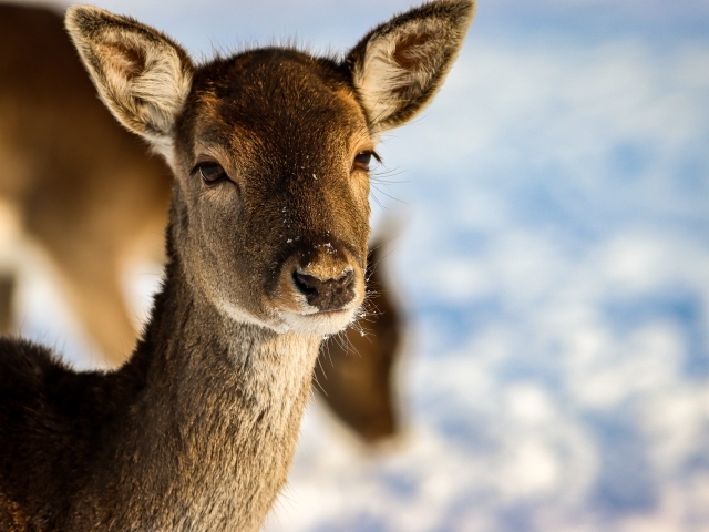 Олениха крупным планом 