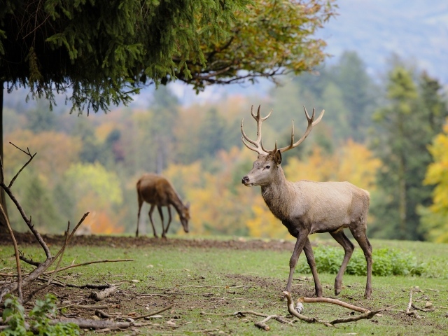Олени пасутся на зеленой траве в парке 
