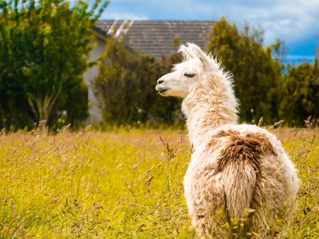 Пушистая лама пасется на зеленой траве