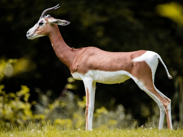 Грациозная газель на зеленой траве