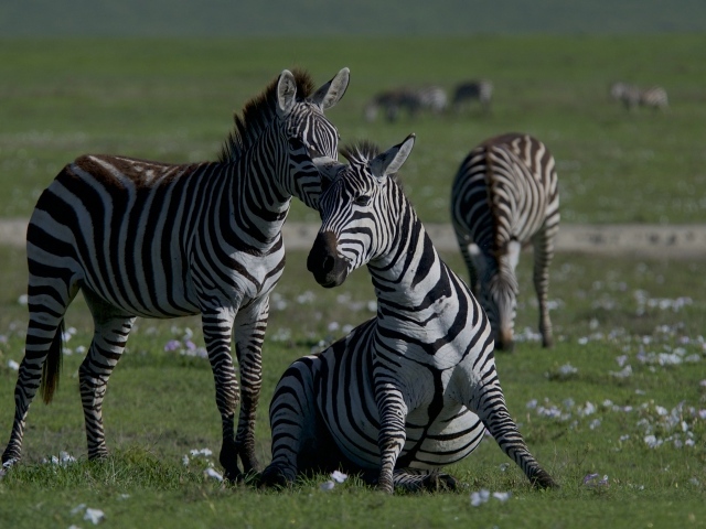 Стадо полосатых зебр на зеленой траве 