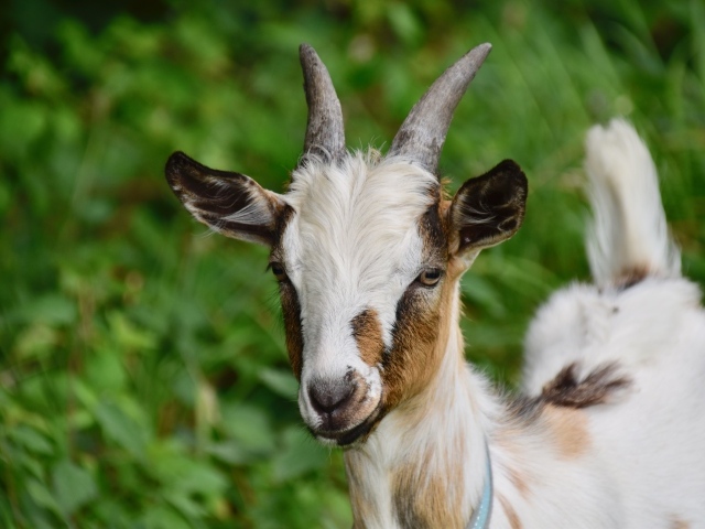 Маленький козленок на фоне зеленой травы 