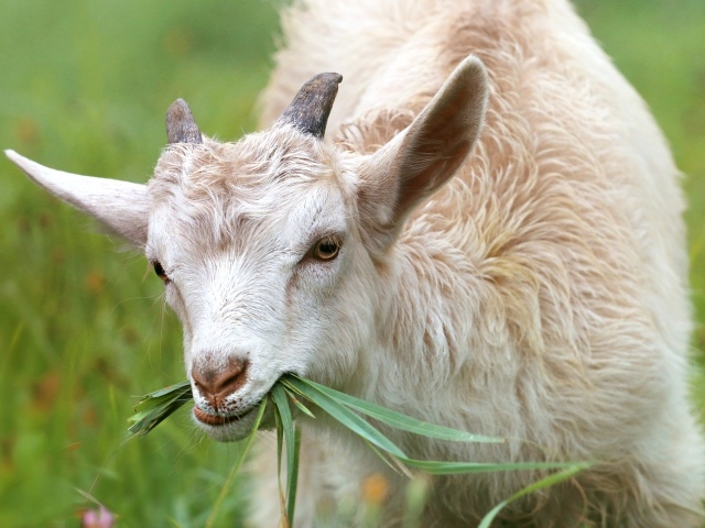 Маленький козленок ест траву