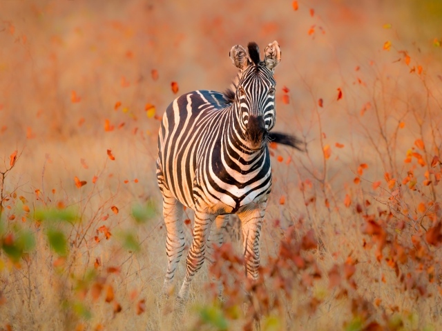 Полосатая зебра идет по сухой траве
