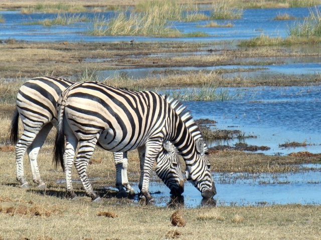 Две полосатые зебры у водопоя
