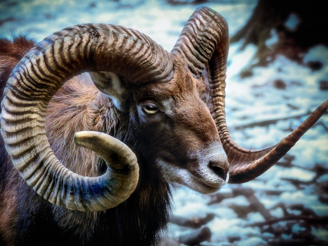 Дикий муфлон с большими рогами