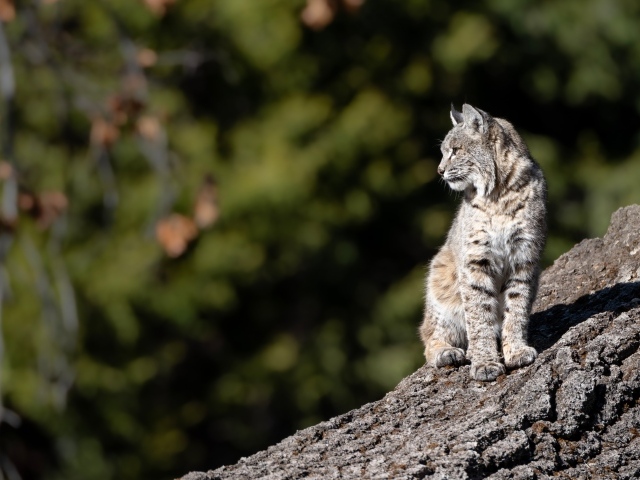 Серая рысь греется в лучах солнца на камне