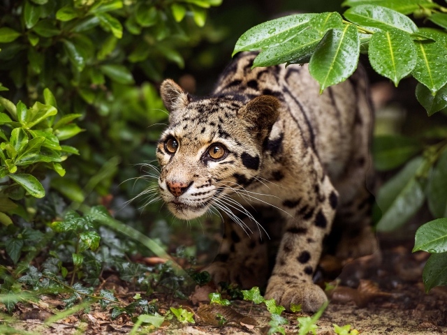 Хищный оцелот на охоте 