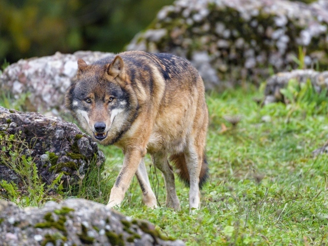 Большой серый волк идет по траве у камней 