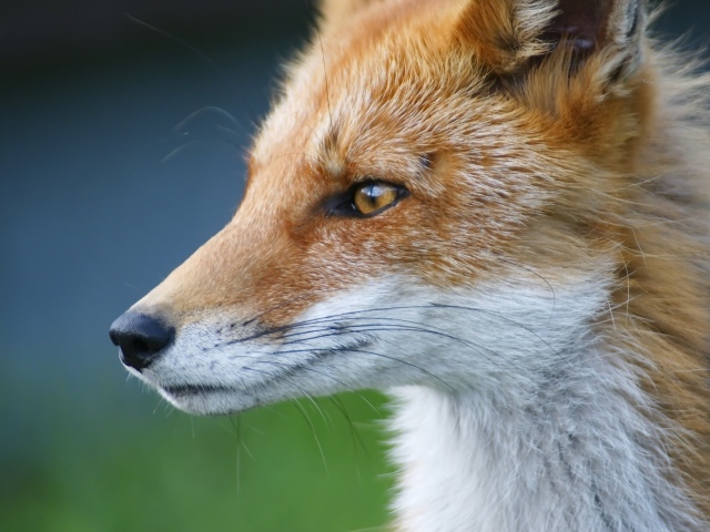 Морда хищной рыжей лисы 