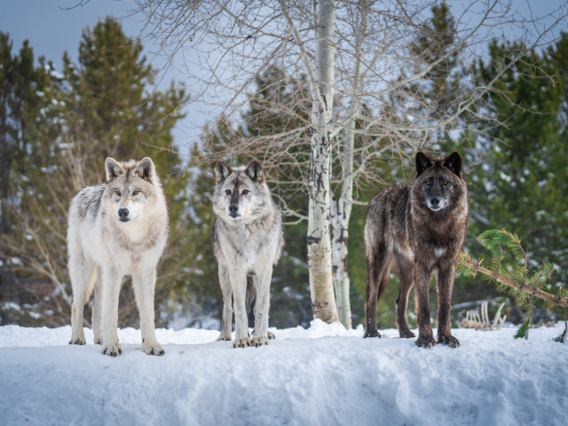 Три больших хищных волка в зимнем лесу 