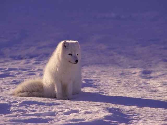 Белый песец сидит на холодном снегу 