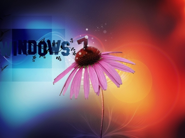 Цветок эхинацеи на операционной системе windows