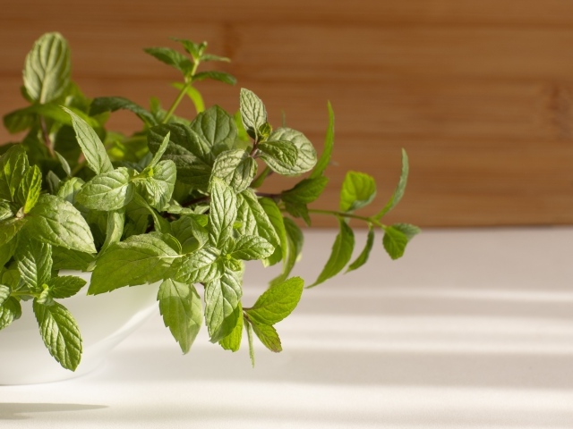 Свежие ароматные зеленые листья мяты