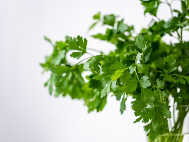 Свежая петрушка в вазе на белом фоне