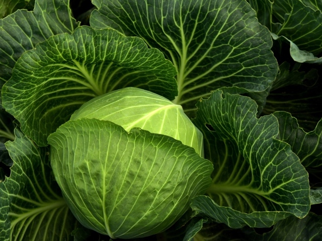 Большая зеленая капуста крупным планом