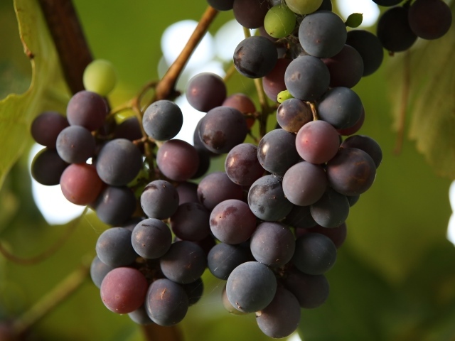 Розовый виноград Лидия на лозе 