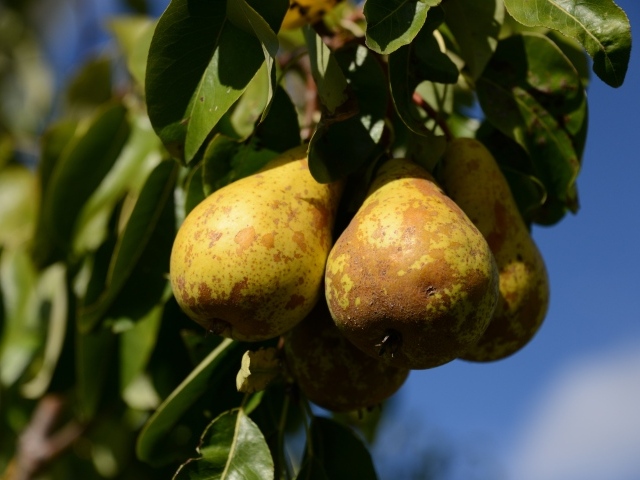 Спелые груши на дереве в зеленых листьях 