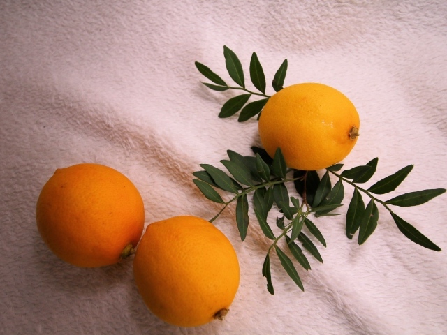Три лимона с веткой на белом пледе