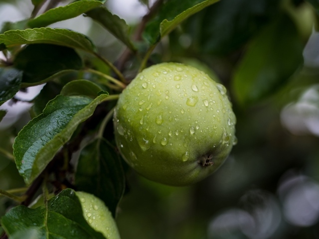 Мокрое зеленое яблоко с листьями на дереве 