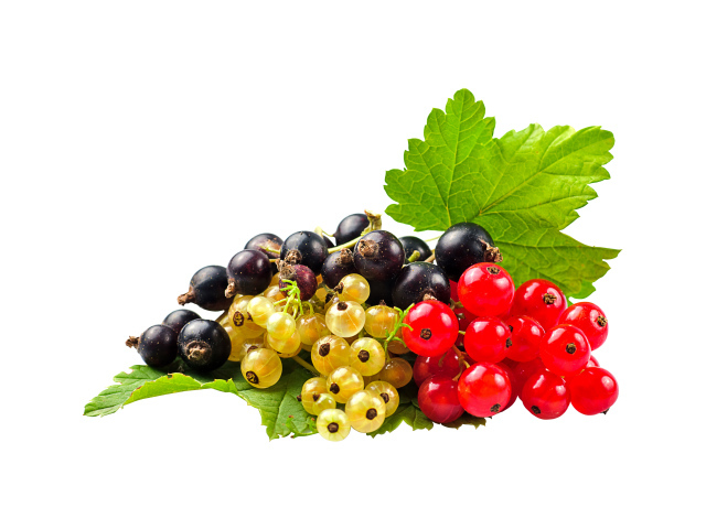 Желтая, черная и красная смородина на белом фоне