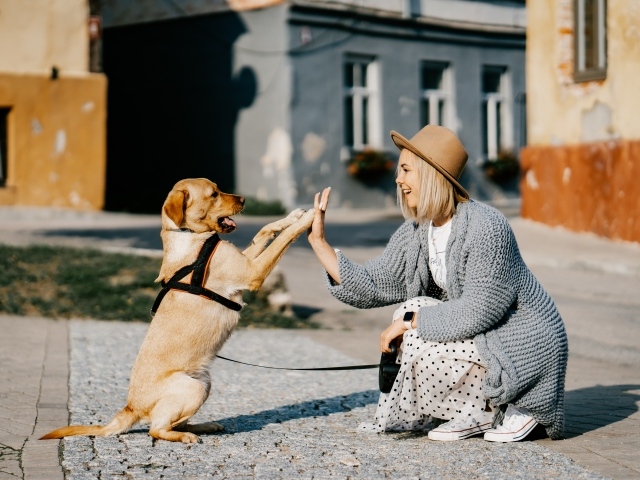 Красивая девушка играет с собакой 