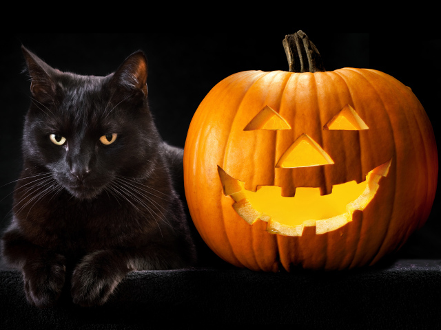 Красивый черный кот с тыквой на Хэллоуин