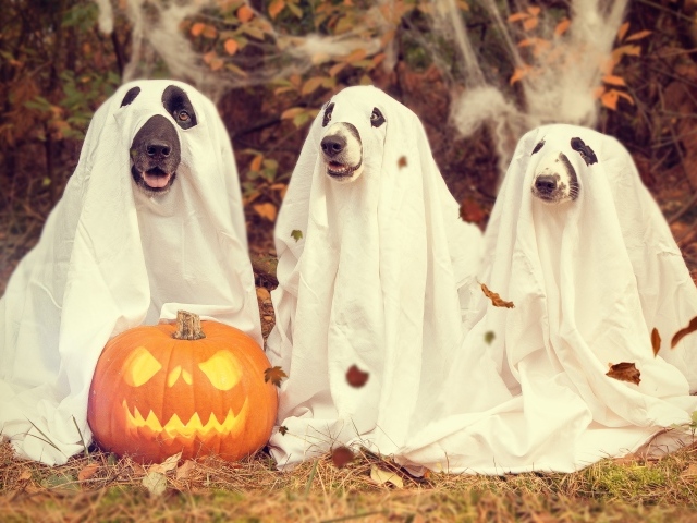 Три собаки в костюмах на Хэллоуин 