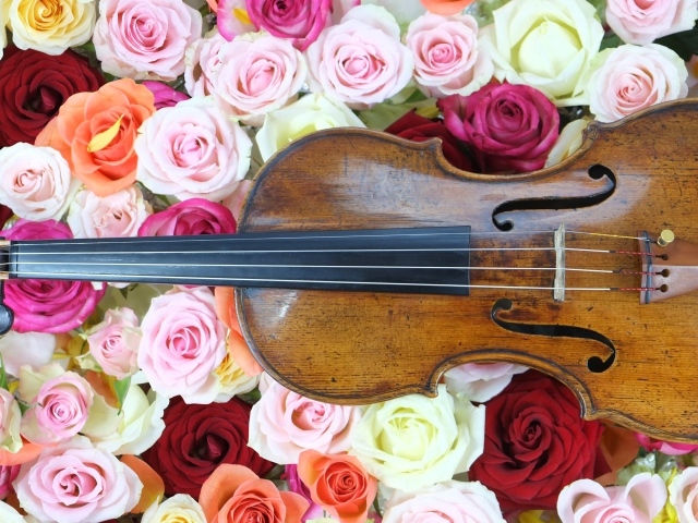 Дорогая скрипка лежит на розах 