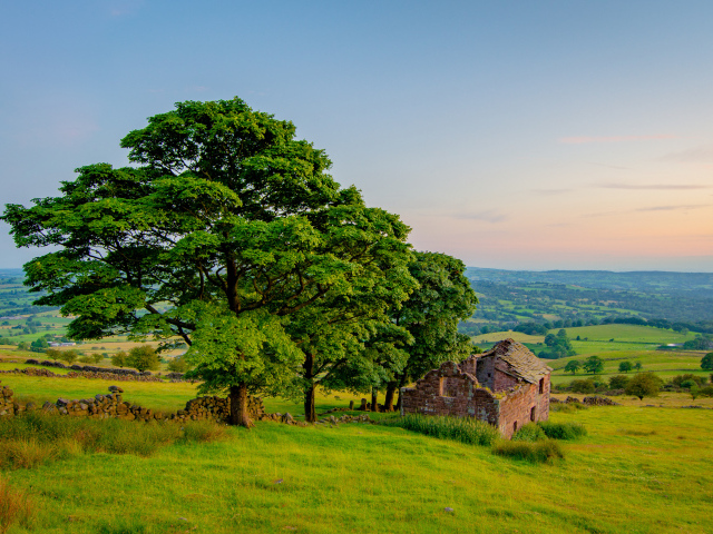 Большое зеленое дерево у разрушенного дома 