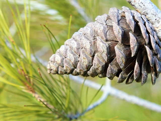 Большая шишка на ветке колючей сосны 