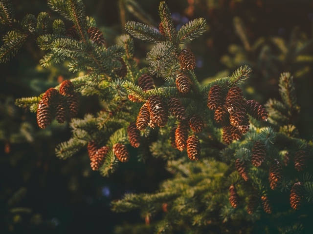 Пушистая еловая ветка с шишками