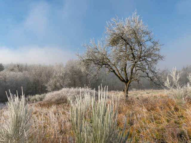 Покрытые инеем земля и деревья на рассвете 