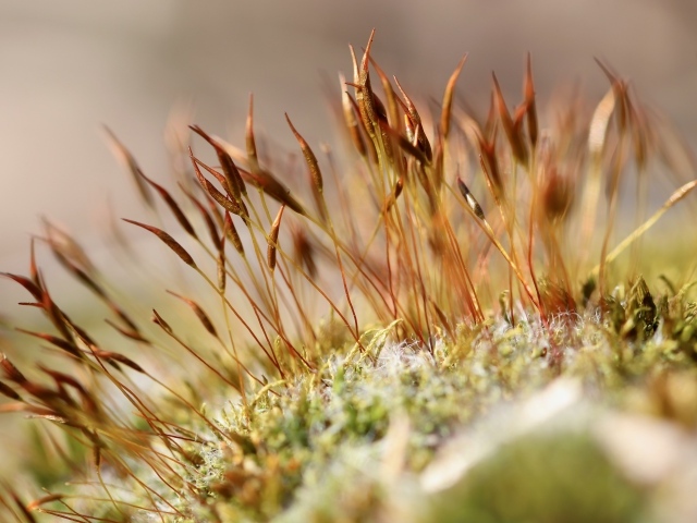 Зеленый мох крупным планом 