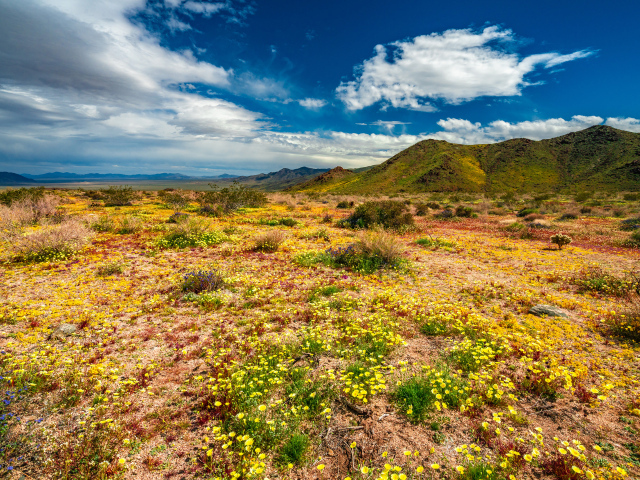 Желтые цветы в пустыне под голубым небом 