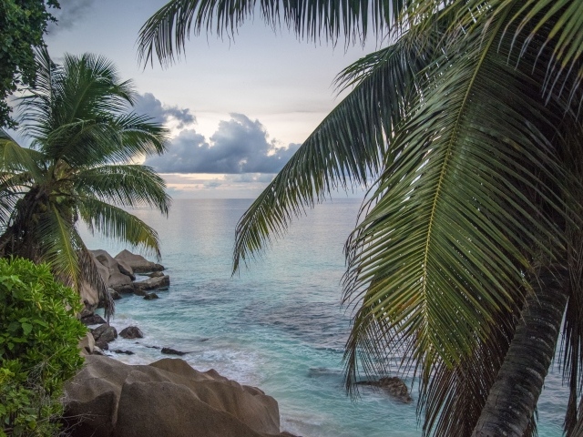 Большие пальмы с зелеными листьями на берегу моря