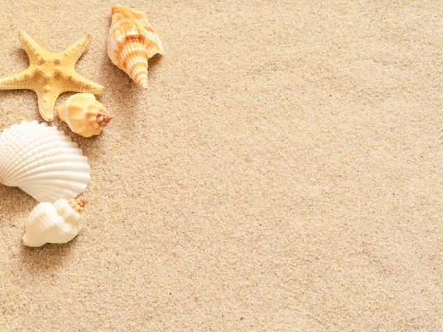 Ракушки и морская звезда лежат на желтом песке